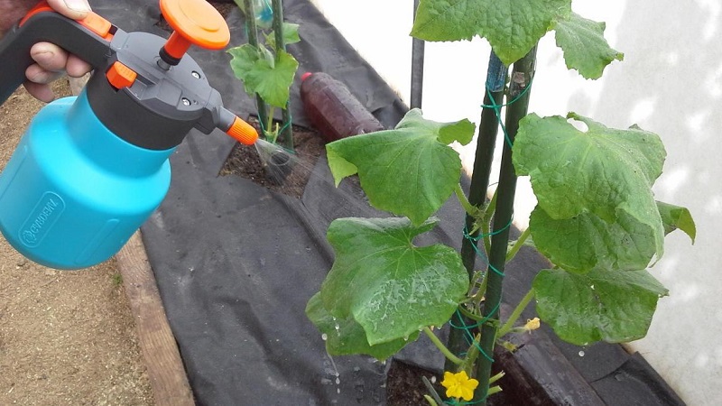 What to do if spots appear on the leaves of cucumbers?