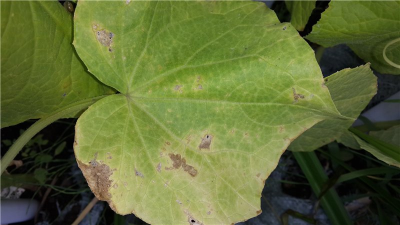 What to do if cucumber leaves turn yellow: effective folk remedies
