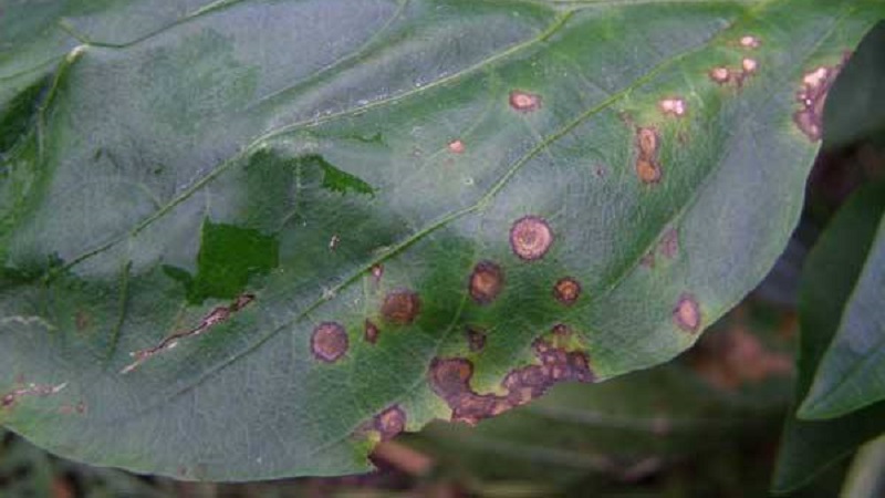 What to do when brown spots appear on pepper