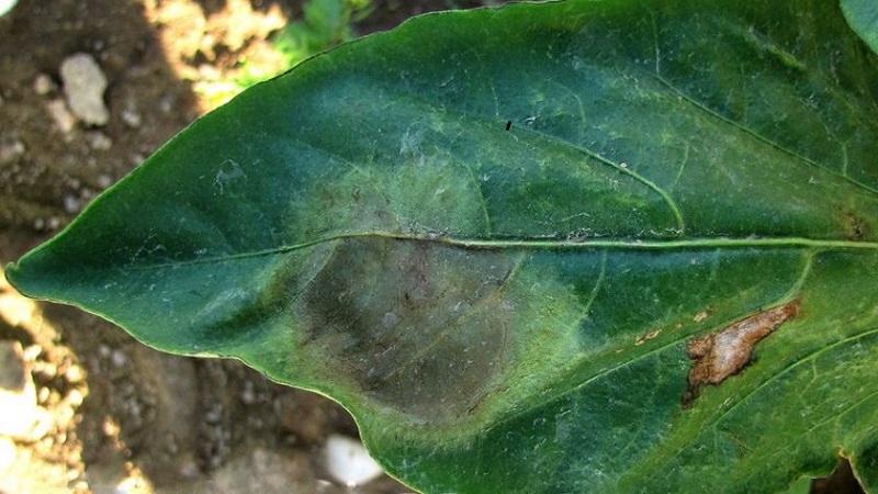 What to do when brown spots appear on pepper