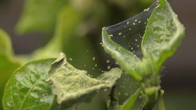 What to do when brown spots appear on pepper