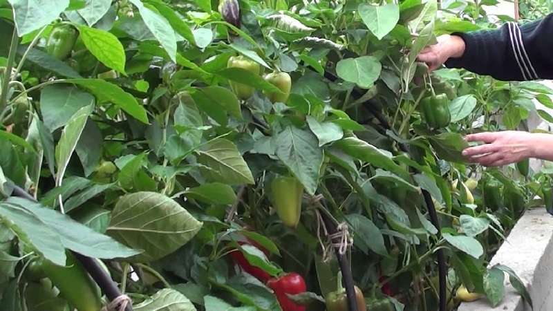 What to do when brown spots appear on pepper