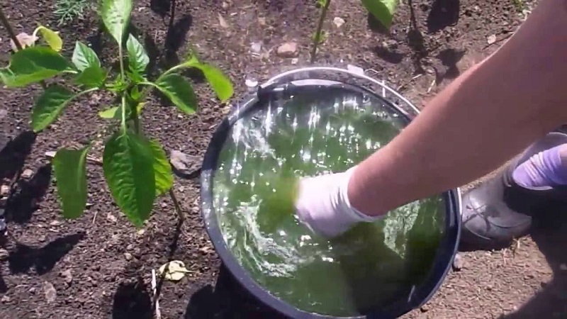 What to do when brown spots appear on pepper