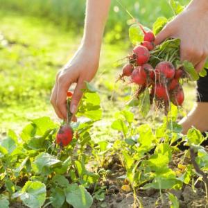 What can be planted after radish in July, and which crops should not be planted