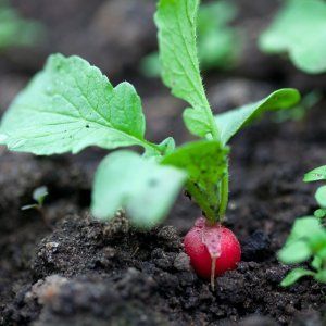 What can be planted after radish in July, and which crops should not be planted