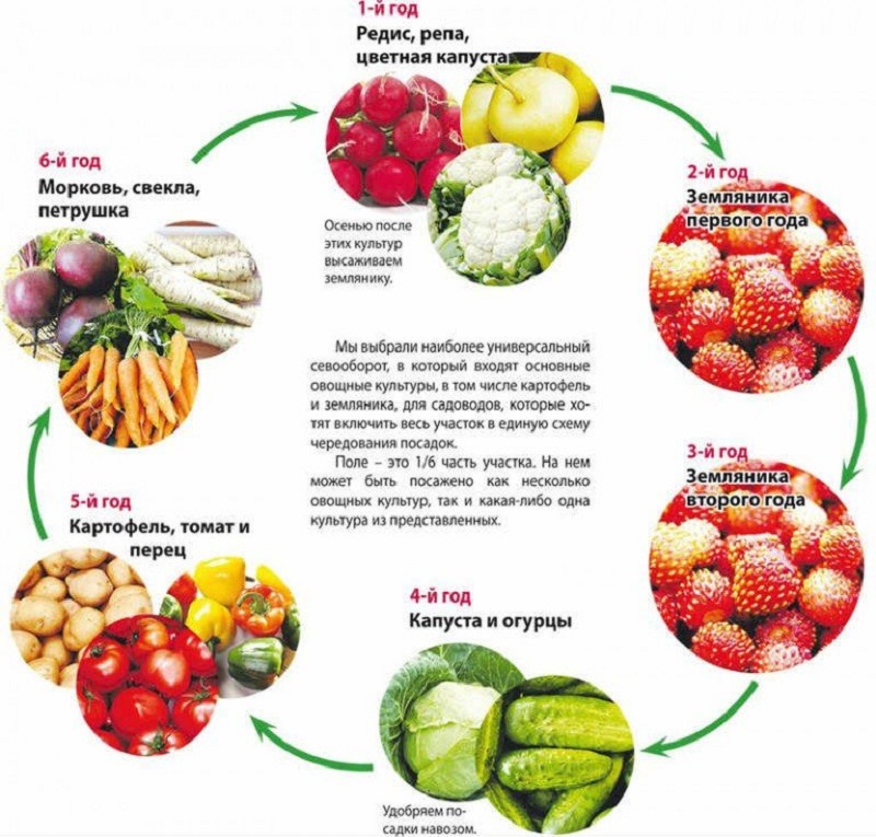 What to plant after beets next year: what mistakes to avoid in crop rotation so as not to harm the crop