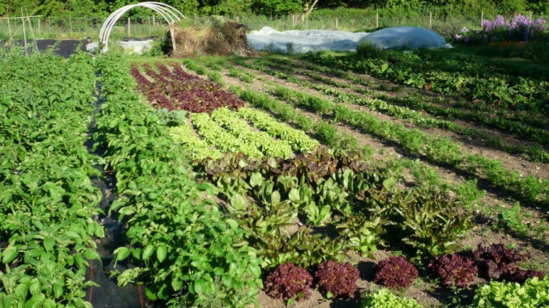 What to plant after beets next year: what mistakes to avoid in crop rotation so as not to harm the crop