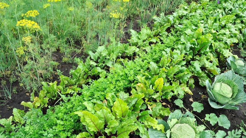 What to plant after beets next year: what mistakes to avoid in crop rotation so as not to harm the crop