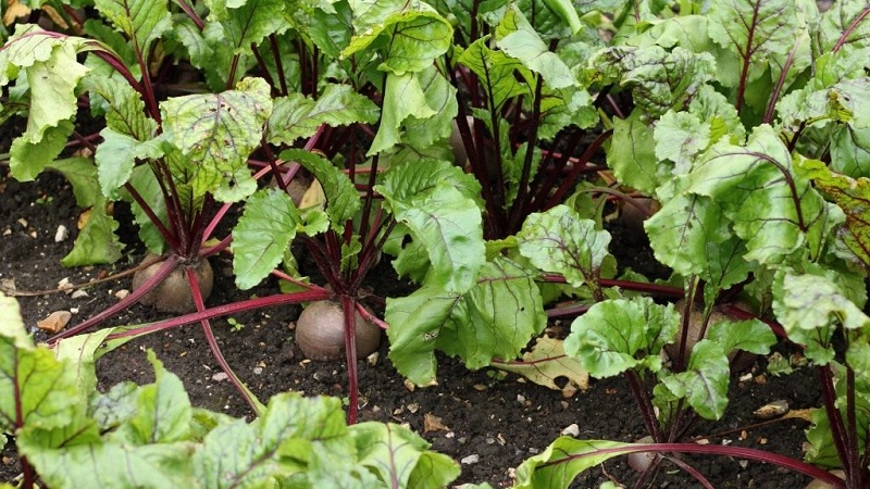 What to plant after beets next year: what mistakes to avoid in crop rotation so as not to harm the crop