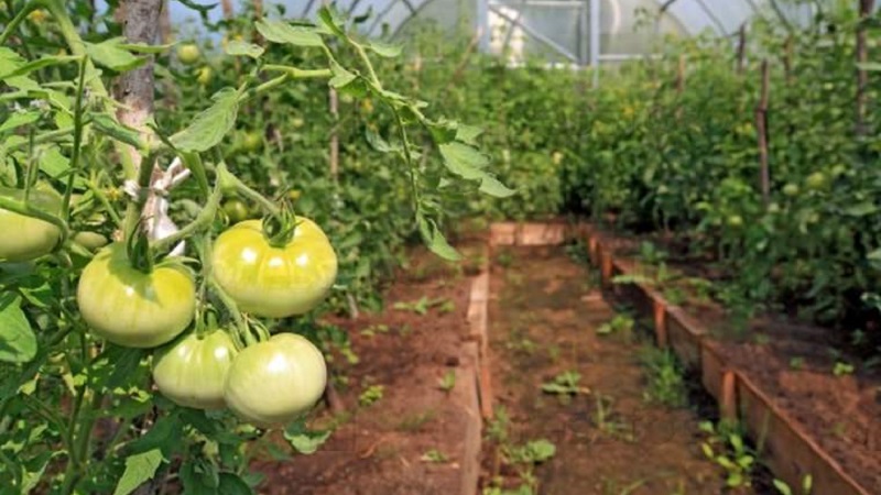 What to do to make tomatoes in the greenhouse turn red faster: the best tricks and life hacks of experienced summer residents