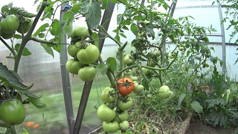 What to do to make tomatoes in the greenhouse turn red faster: the best tricks and life hacks of experienced summer residents