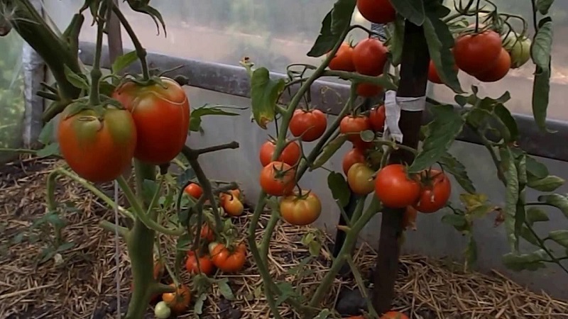 What to do to make tomatoes in the greenhouse turn red faster: the best tricks and life hacks of experienced summer residents
