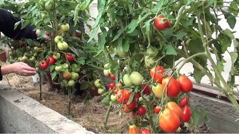 What to do to make tomatoes in the greenhouse turn red faster: the best tricks and life hacks of experienced summer residents