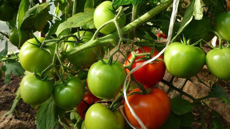 What to do to make tomatoes in the greenhouse turn red faster: the best tricks and life hacks of experienced summer residents