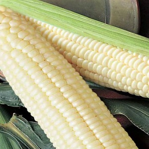 What is white corn, how does it differ from ordinary corn and how to eat it