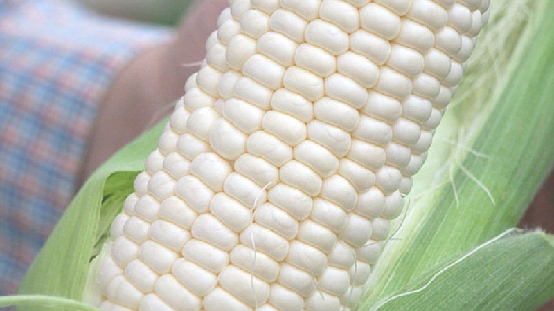 What is white corn, how does it differ from ordinary corn and how to eat it