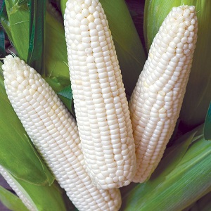 What is white corn, how does it differ from ordinary corn and how to eat it