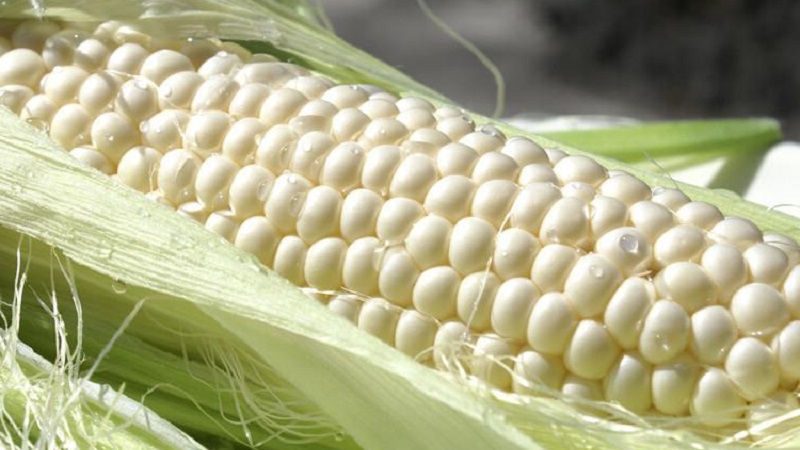 What is white corn, how does it differ from ordinary corn and how to eat it