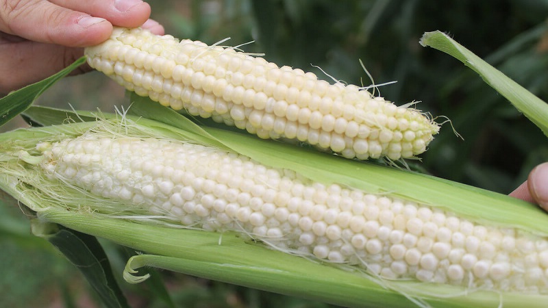 What is white corn, how does it differ from ordinary corn and how to eat it