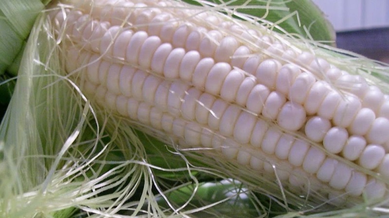 What is white corn, how does it differ from ordinary corn and how to eat it