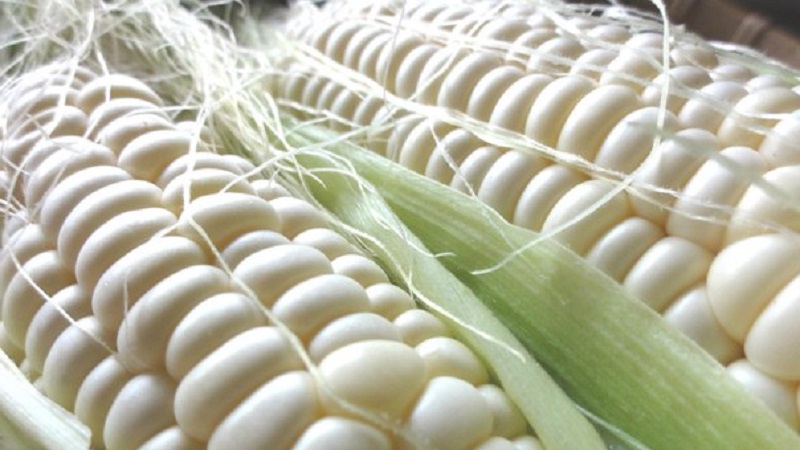 What is white corn, how does it differ from ordinary corn and how to eat it