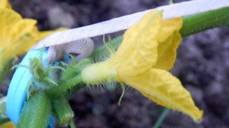 What is barren flowers on cucumbers and features of its treatment that you may not know about