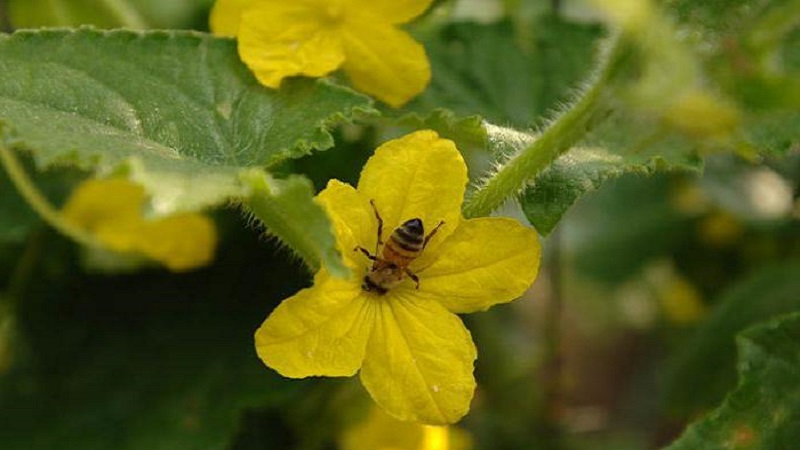 What is barren flowers on cucumbers and features of its treatment that you may not know about