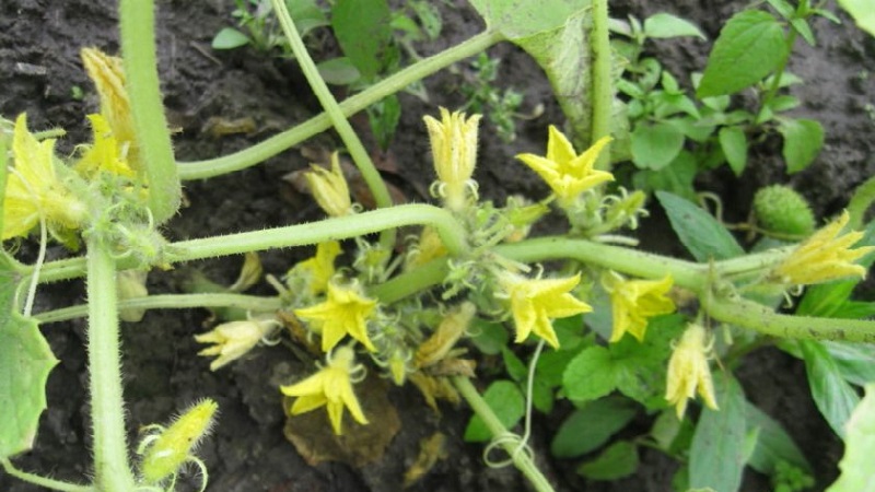 What is barren flowers on cucumbers and features of its treatment that you may not know about