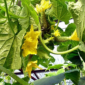 What is barren flowers on cucumbers and features of its treatment that you may not know about