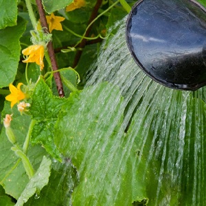 What is barren flowers on cucumbers and features of its treatment that you may not know about