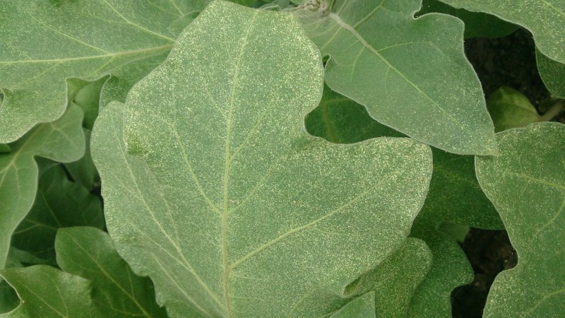 What to do to prevent eggplant leaves from drying and why they dry up and crack