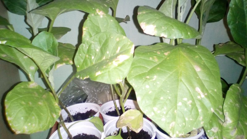 What to do to prevent eggplant leaves from drying and why they dry up and crack