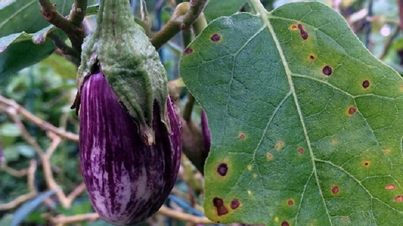 What to do to prevent eggplant leaves from drying and why they dry up and crack