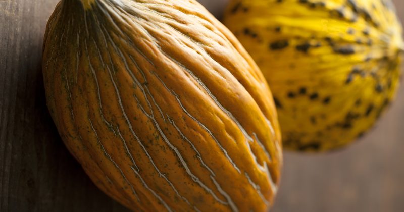 What is good about the Kassaba melon, how to choose and grow it