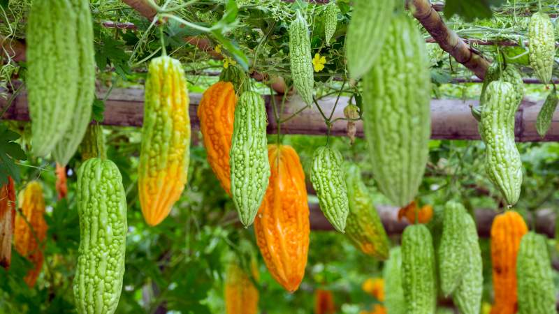 Overview of Chinese Bitter Melon (Momordiki)