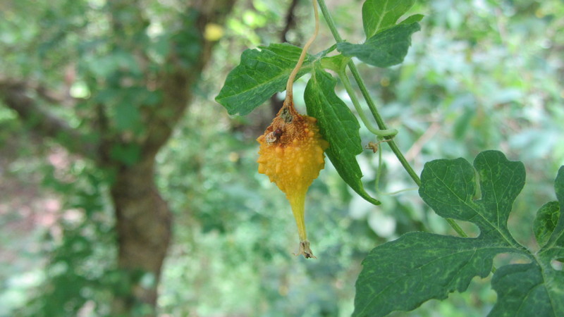 Overview of Chinese Bitter Melon (Momordiki)