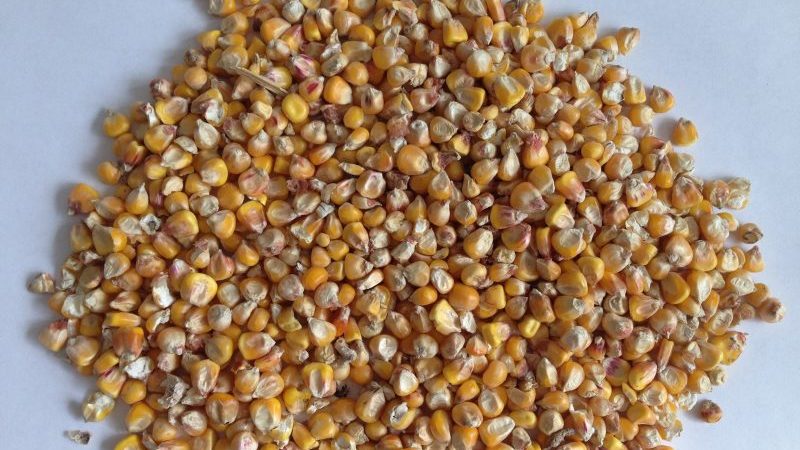 What is feed corn, how is it grown and where is it used