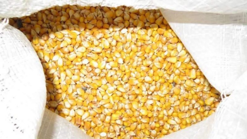 What is feed corn, how is it grown and where is it used