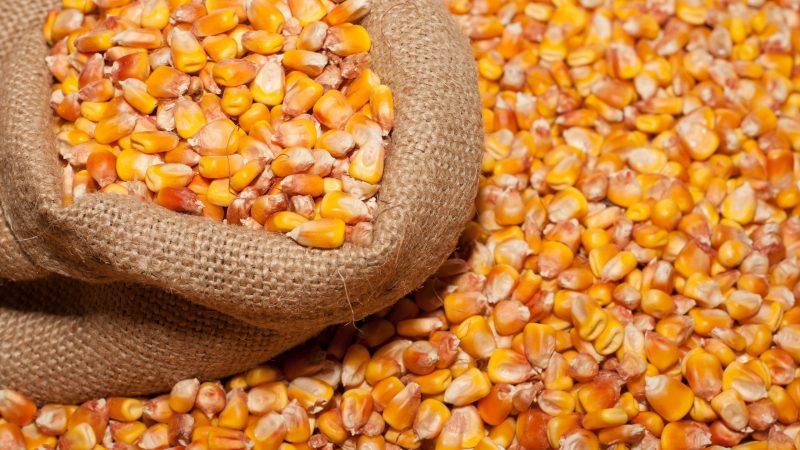 How to distinguish feed corn from food corn and the uses of both types