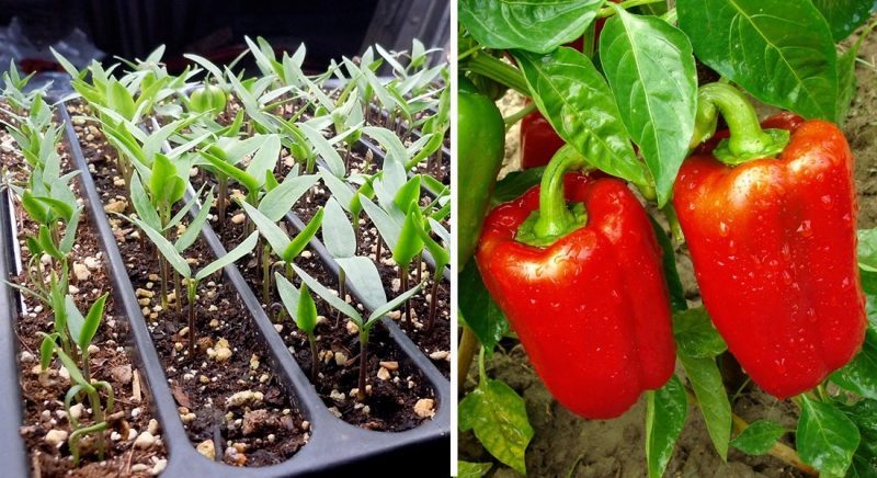 Where and how to ripen peppers at home: tips for storing vegetables and speeding up their ripening