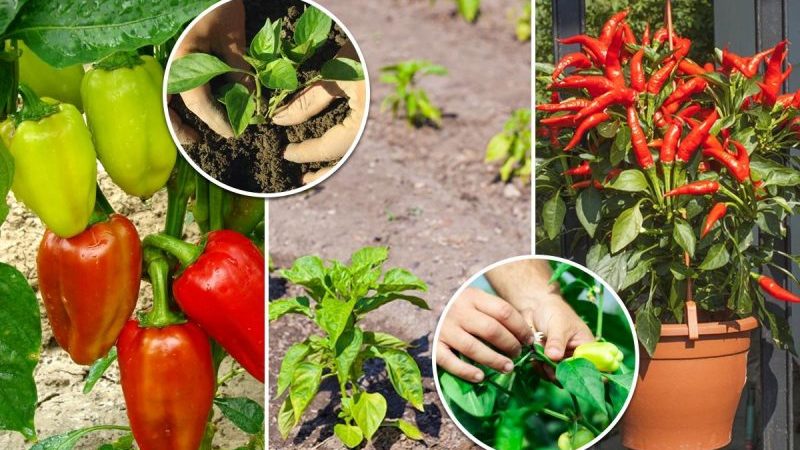 Where and how to ripen peppers at home: tips for storing vegetables and speeding up their ripening