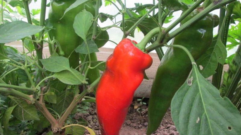Where and how to ripen peppers at home: tips for storing vegetables and speeding up their ripening
