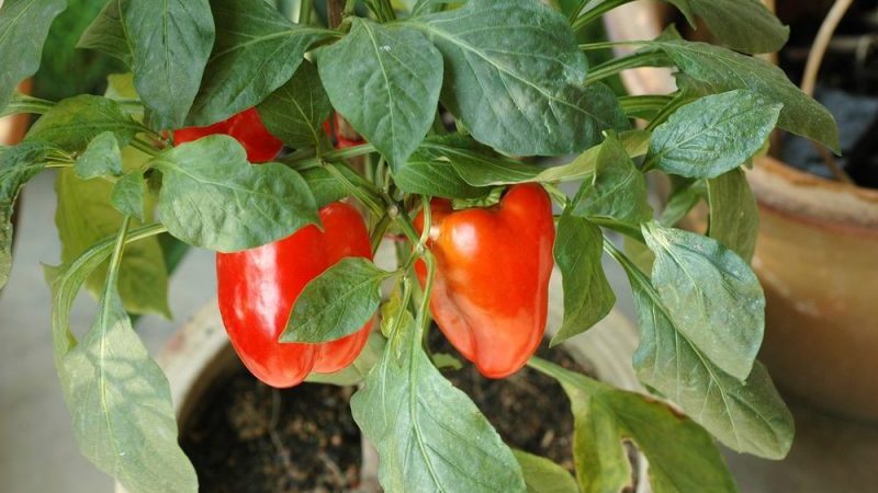 Where and how to ripen peppers at home: tips for storing vegetables and speeding up their ripening