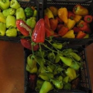 Where and how to ripen peppers at home: tips for storing vegetables and speeding up their ripening