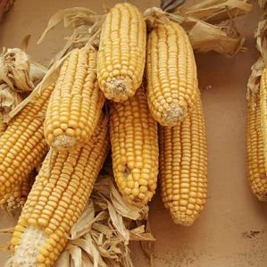 Where and how to store corn on the cob at home: optimal conditions and shelf life