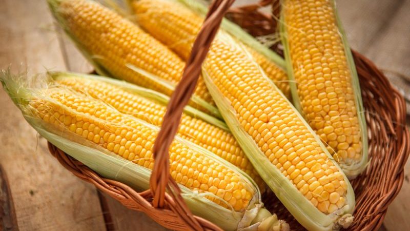 Where and how to store corn on the cob at home: optimal conditions and shelf life