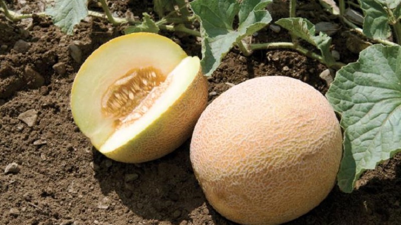Where and how to preserve melon before the New Year at home