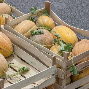 Where and how to preserve melon before the New Year at home