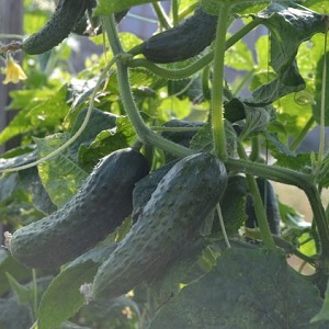 Hybrid Paratunka cucumbers with excellent germination and rich harvest