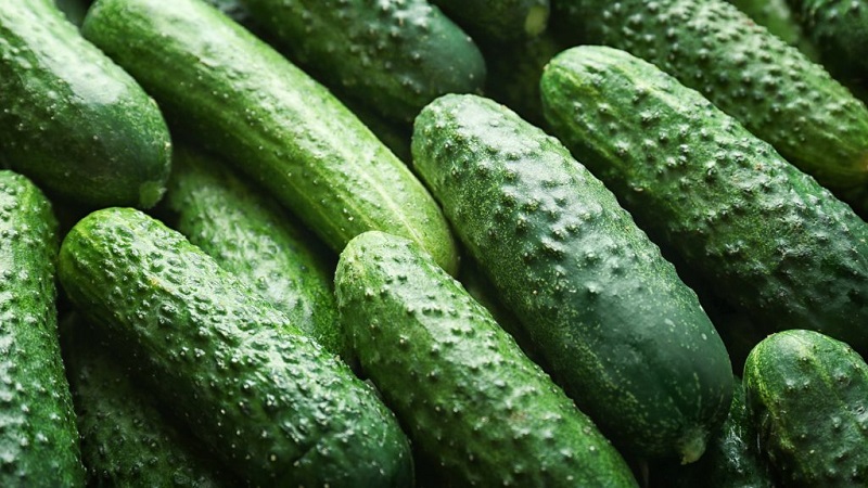 Hybrid Paratunka cucumbers with excellent germination and rich harvest